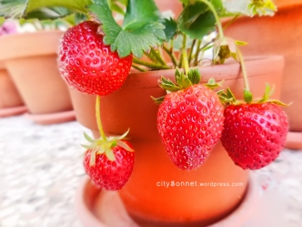strawberriesred