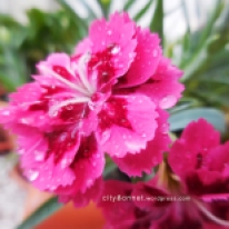 pinkflowerdrops