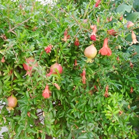 pomegranate3