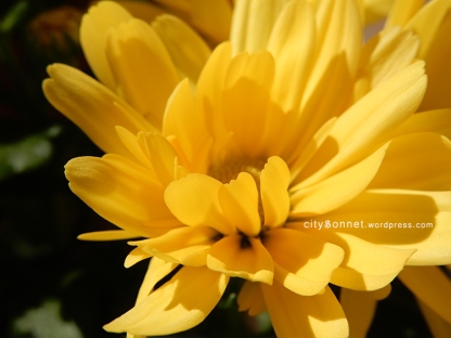 chrysanthemum26
