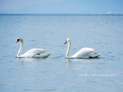 swans10